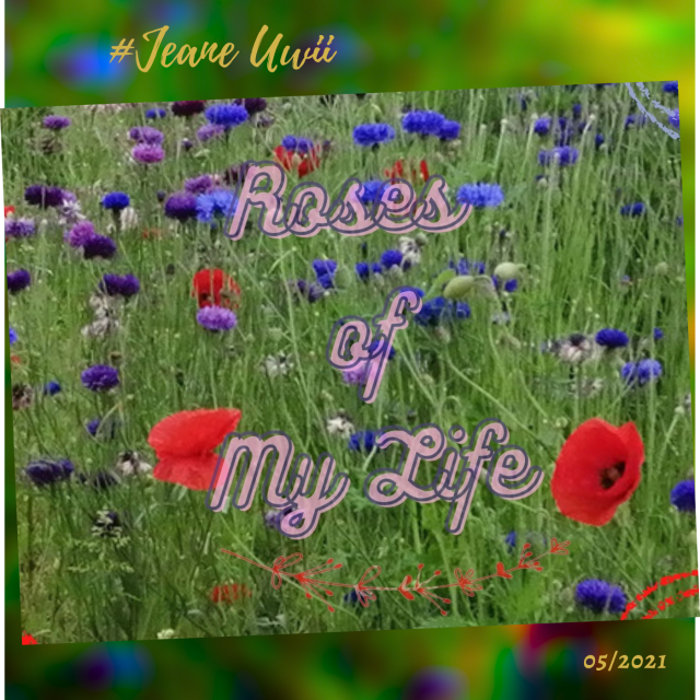 Roses of My Life — Jeane Uwii